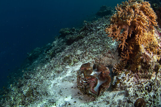 Tridacna squamosa during dive on Raja Ampat. Giant clam on the sea bed in Indonesia. Marine life.