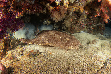 Tasselled wobbegong is laing on the bottom during dive. Eucrossorhinus dasypogon in Raja Ampat. Big hidden shark among the coral. Indonesian wobbegong is sleeping on the seabed.