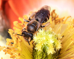 Close up of an Andrena mining bee pollinatin a poppy flower. Long Island, New York, USA.