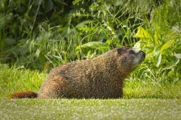 yellow bellied marmot rests on grass.