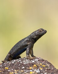 Close up of small lizard standing on a rock.