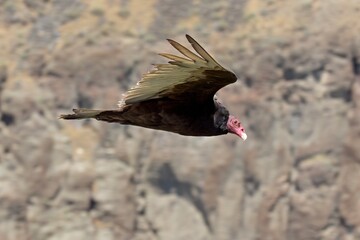 Turkey Vulture flying low in Idaho.