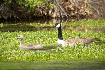 Goose and gosling swim together.