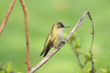 Colibrí  Picaflor © Viviana