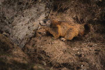 Cute marmot on a mountain
