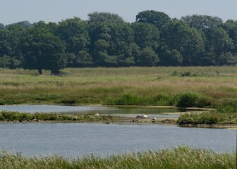 Wildlife conservation Marshes in Suffolk