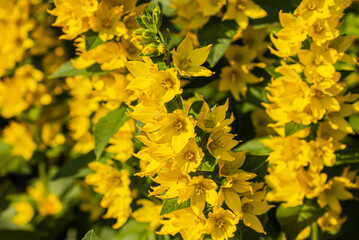 Lysimachia punctata (Garden Loosestrife, Yellow Loosestrife or Garden Yellow Loosestrife), selective focus. Close-up yellow loosestrife (lysimachia punctata) flowers in bloom.