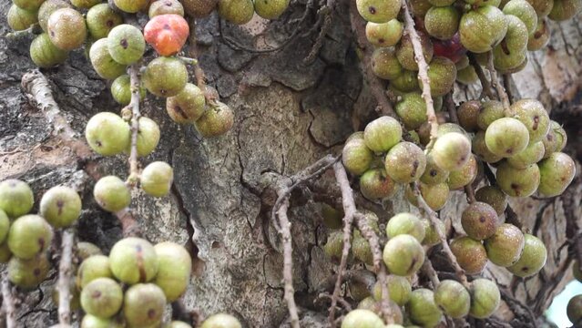 Ficus racemosa (the cluster fig, red river fig, gular, elo, loa, Ficus glomerata). In India, the bark is rubbed on a stone with water to make a paste, which can be applied to boils or mosquito bites.