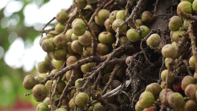 Ficus racemosa (the cluster fig, red river fig, gular, elo, loa, Ficus glomerata). In India, the bark is rubbed on a stone with water to make a paste, which can be applied to boils or mosquito bites.