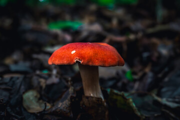 mushroom in the forest