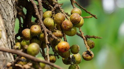 Ficus racemosa (the cluster fig, red river fig, gular, elo, loa, Ficus glomerata). In India, the bark is rubbed on a stone with water to make a paste, which can be applied to boils or mosquito bites.