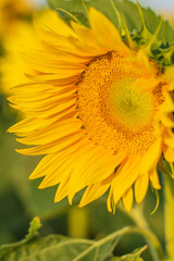 Yellow sunflower close up in blurred background. Field of blooming sunflowers on the surise.