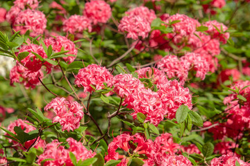 Colorful azalea flowers background. Rhododendrons and azaleas in the garden. 