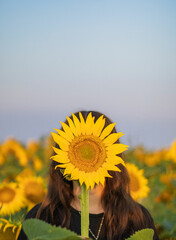 A woman in a field with sunflowers at dawn and covers her face with a sunflower. A woman holds a sunflower and covers her face with a sunflower.