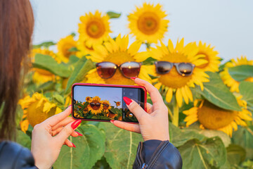Woman take a picture of a sunflower with a mobile phone. Smartphone in the hands of a girl making a bright photo of yellow sunflower of sunny sky background.
