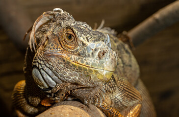 An ordinary iguana. A green iguana. Iguana iguana. Close-up.