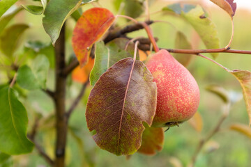 Pear tree branch with one ripening fruit for publication, poster, screensaver, wallpaper, postcard, banner, cover, post, website. High quality photo
