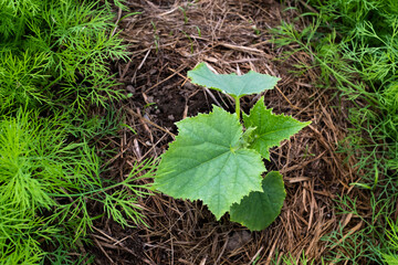 Young cucumber plant in the open ground. Growing green eco-vegetable seedling planted in to soil, gardening concept. High quality photo