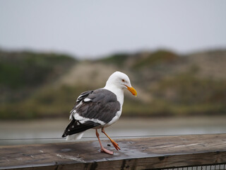 Lone Seagull Standing On Wooden Board With Hill And Water