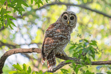 A barred owl is sitting on a tree branch in summer time	

