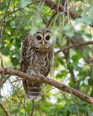 A barred owl is sitting on a tree branch in summer time	
