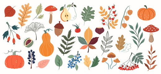 Vector set with autumn elements, forest plants, mushrooms, pumpkins, berries, leaves, rose hips on a white background