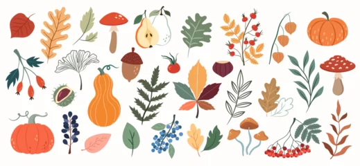 Poster Vector set with autumn elements, forest plants, mushrooms, pumpkins, berries, leaves, rose hips on a white background © Myurenn