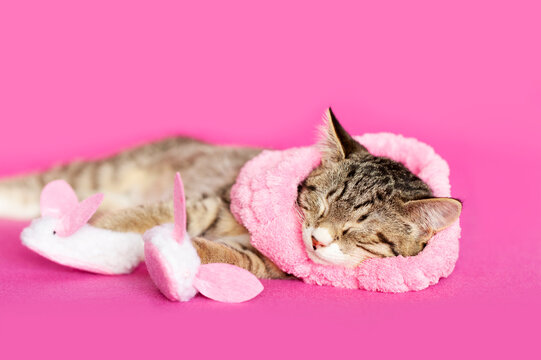 Funny tabby Kitten wearing pink and white fleece bunny slippers and a pink headband asleep, relaxing after a long day at the spa. Pink Background.