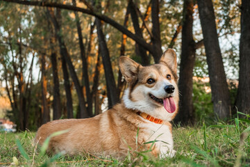 Welsh Corgi Pembroke puppy on grass outdoor, happy smiling dog