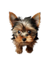 Cute Yorkshire puppy high angle view isolated transparent background