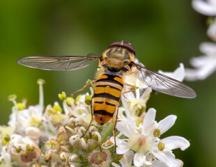 Marmalade hover fly in close up detail.