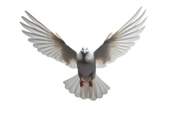 White dove opening wings flying over transparent background
