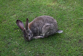 rabbit in the grass