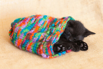 Black rescue kitten asleep inside a colorful snow hat, burlap tan natural background.