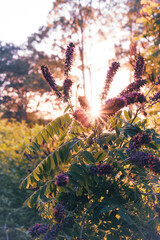 Beautiful Purple flowers and sun rays through them
