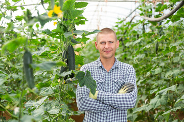 Portrait of contented greenhouse owner next to a cucumber harvest. High quality photo