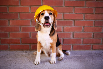 A beagle dog in a construction helmet at a brick wall. 