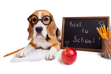 Back to school. A beagle dog with round glasses lies on a white isolated background with school supplies.