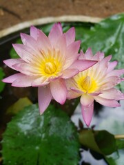 pink water lily