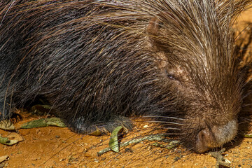 close up of a porcupine