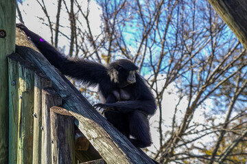 siamang