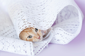 Orange striped tabby rescue kitten playing inside or rolled up white lace, purple background.