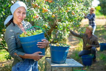 Girl, man and woman harvesting pears in big garden. Woman standing with bucket full off pears.