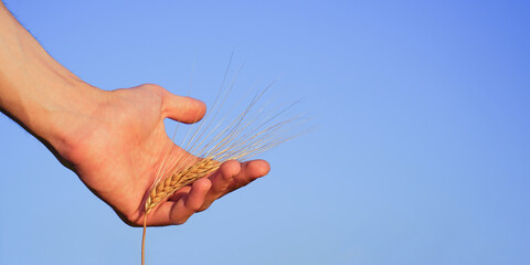 Close-up of man hand grasping rye ear bathed in sunlight at sunset. Abundance and fertility...