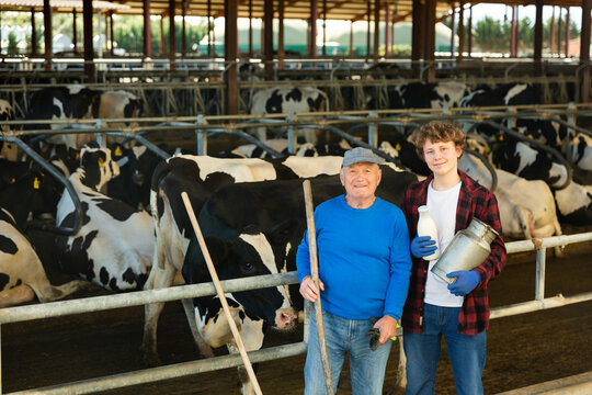 Elderly farmer and his assistant grandson with bottle of milk on the background of cows in a stall