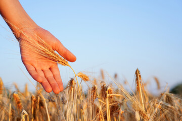 Golden field of rye in sunlight at sunset. Sustainable agriculture. Close-up of child hand with rye ears. Abundance, fertility symbolism. Rustic countryside backdrop. Lush wheat field in summertime - obrazy, fototapety, plakaty