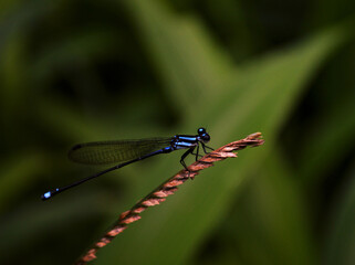 dragonfly on a leaf