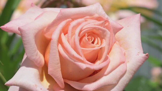 soft dust-pink roses blossom in garden. macro footage. sunny day