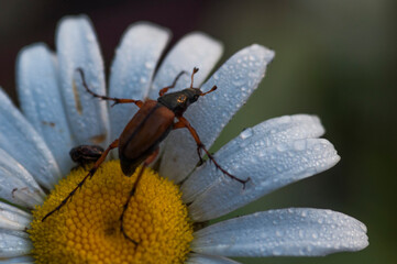 closeup of beetle on a daisy