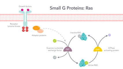 Small G Proteins Ras scientific vector diagram - obrazy, fototapety, plakaty